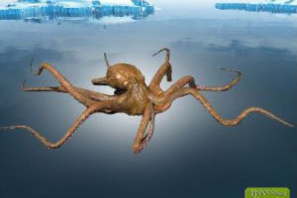Kraken это современный маркетплейс